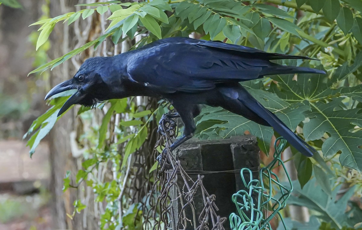 Ворона великодзьоба - ML644666073