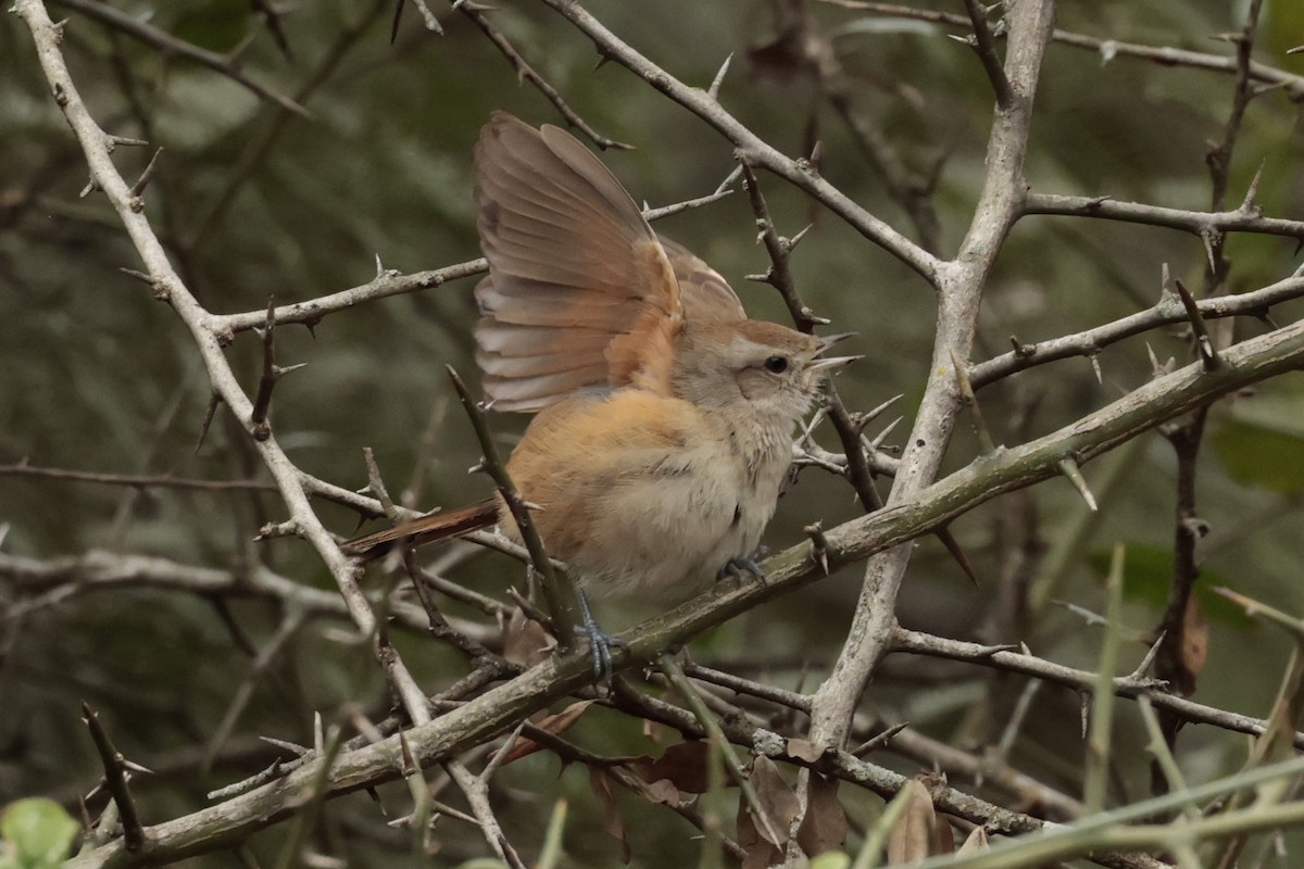 コバシカマドドリ - ML644666074