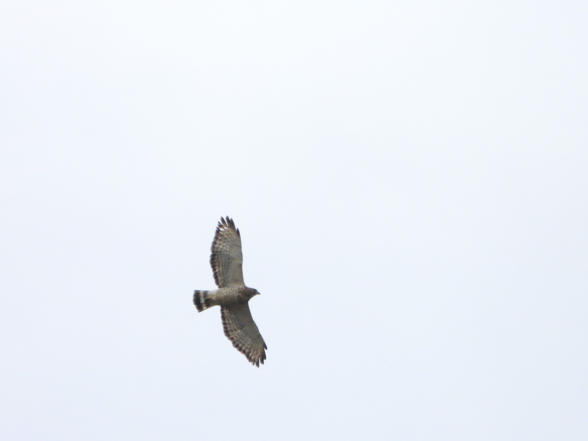 Broad-winged Hawk - ML644666075