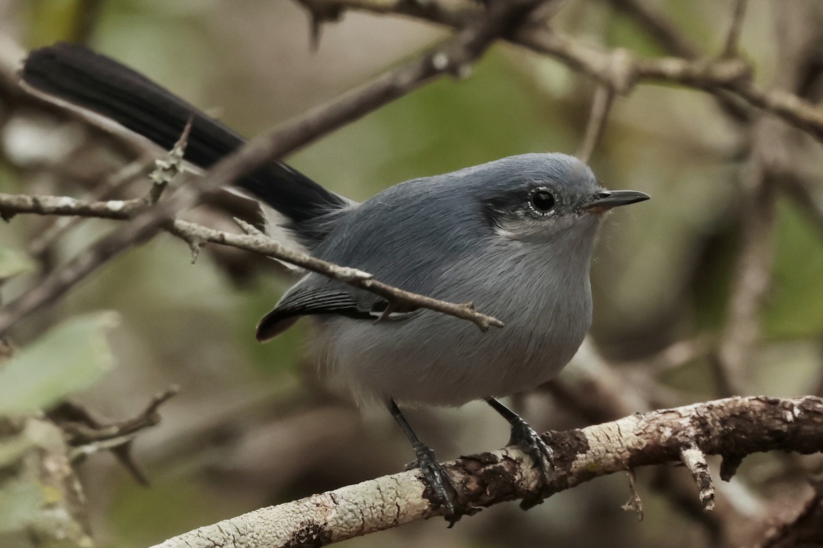 ミミグロブユムシクイ - ML644666076