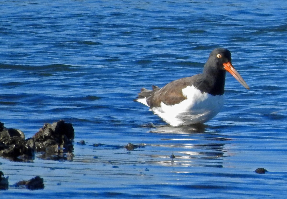 アメリカミヤコドリ - ML644666077