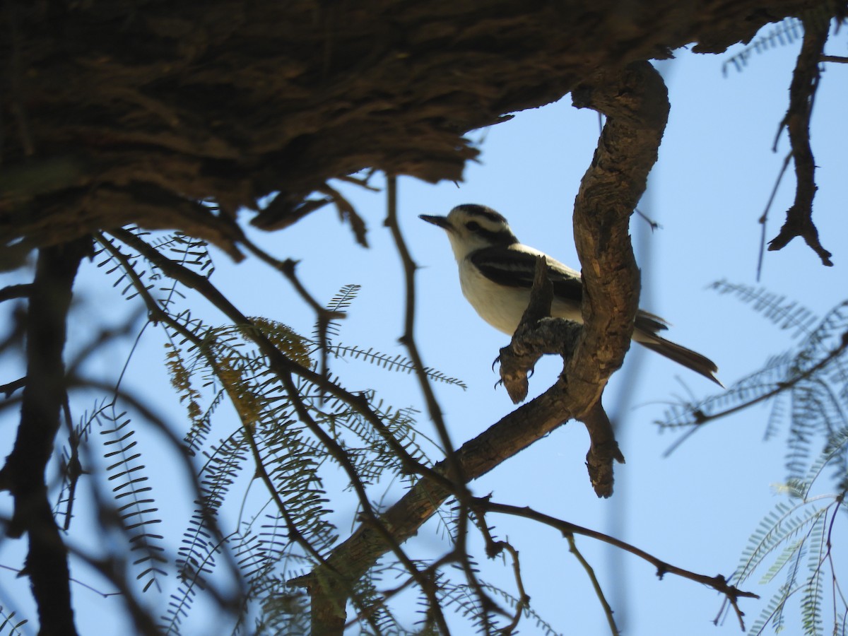 Black-crowned Monjita - ML644666078