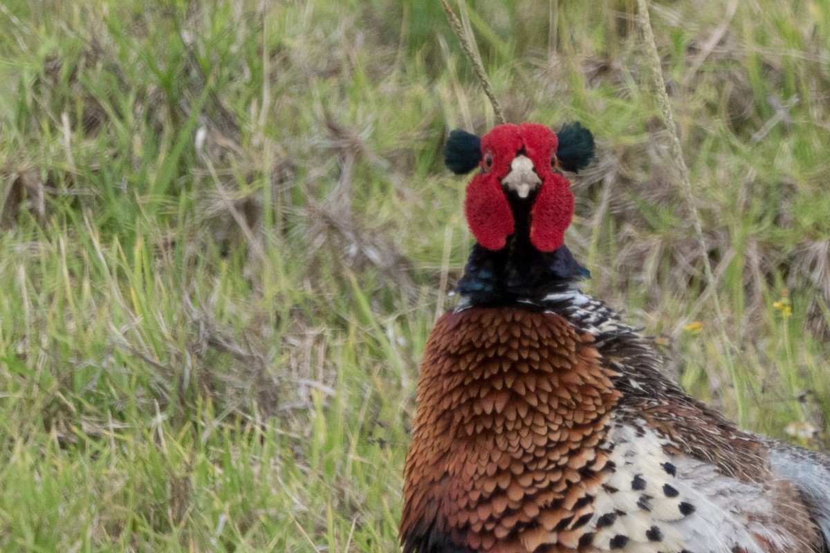 Faisán Vulgar - ML644666079