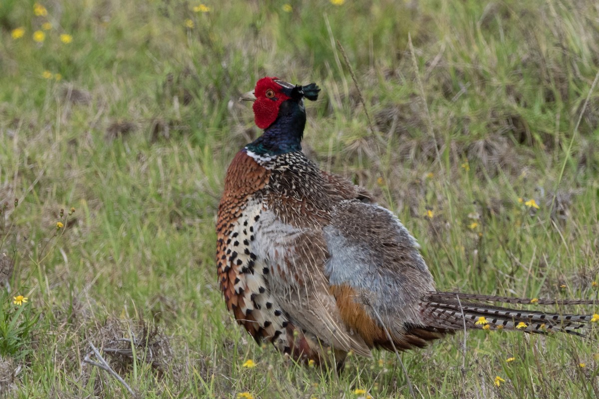 Faisán Vulgar - ML644666080