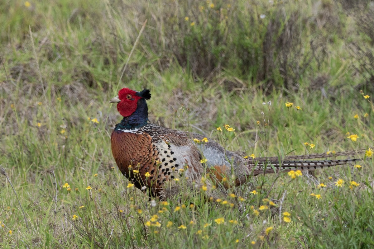 Faisán Vulgar - ML644666081