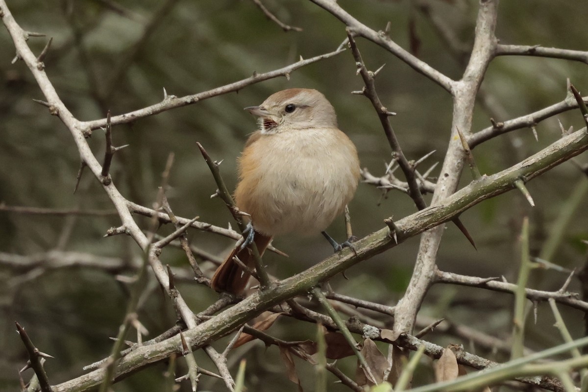 コバシカマドドリ - ML644666082