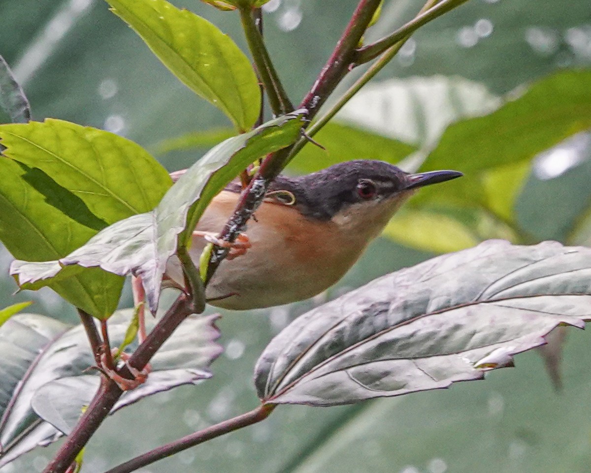 Принія рудочерева - ML644666083