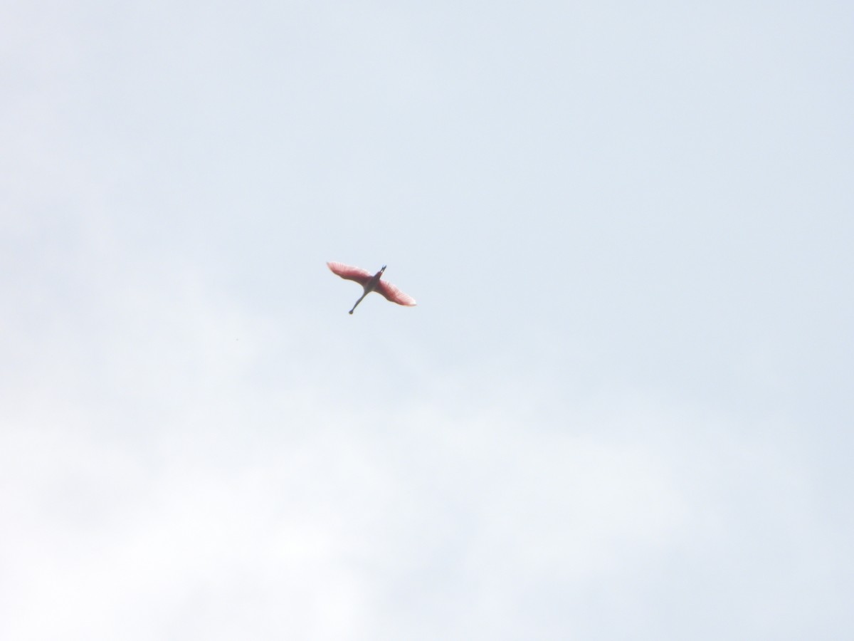 Rosalöffler - ML644666084