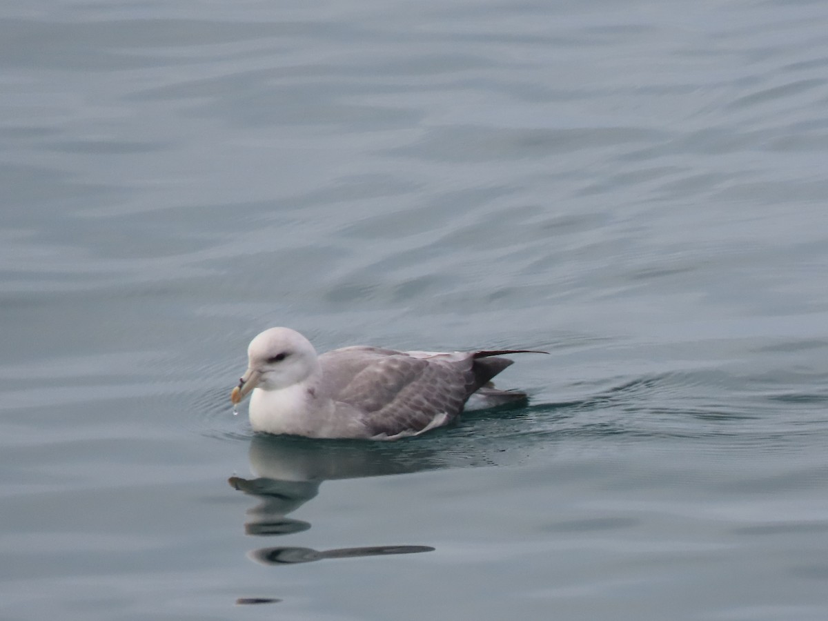 Глупыш - ML644666086