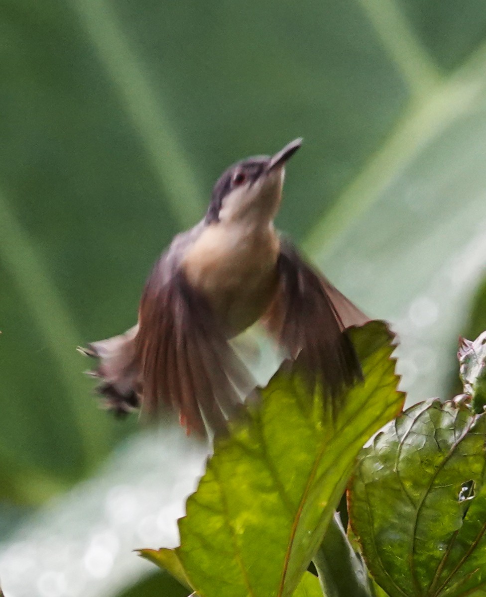 Принія рудочерева - ML644666090