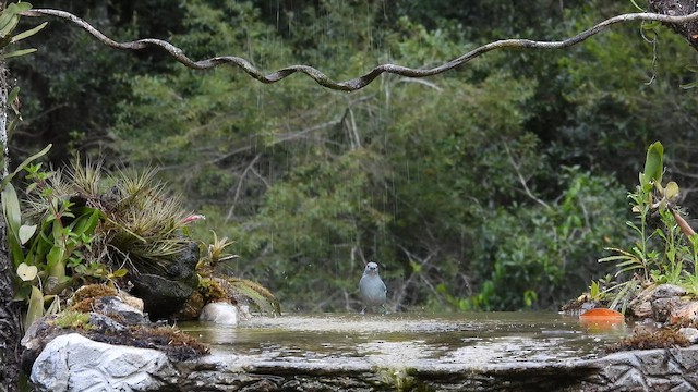 Tangara Sayaca - ML644666091