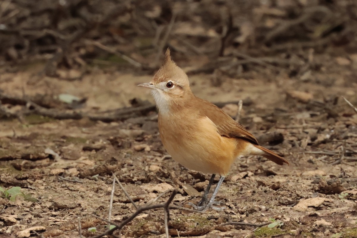 カンムリカマドドリ - ML644666092