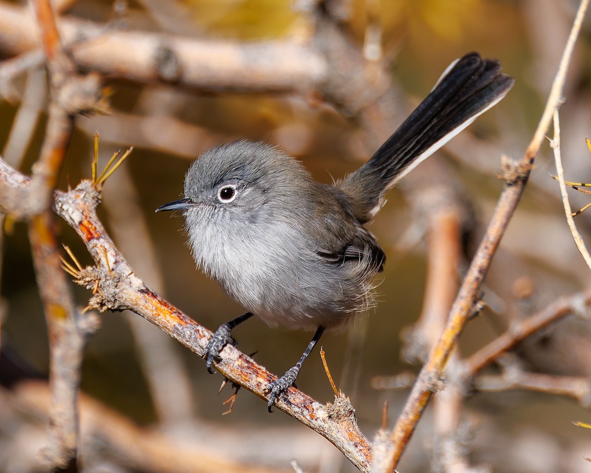Black-tailed Gnatcatcher - ML644666097