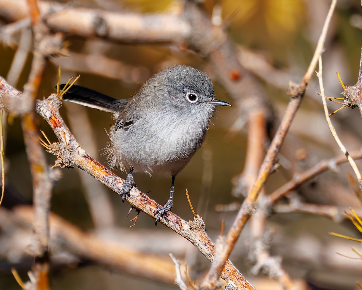 Black-tailed Gnatcatcher - ML644666098