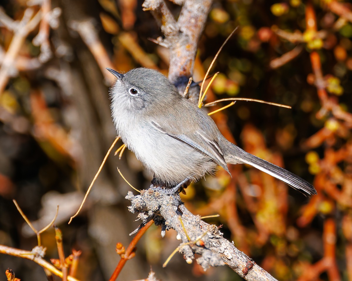Black-tailed Gnatcatcher - ML644666099