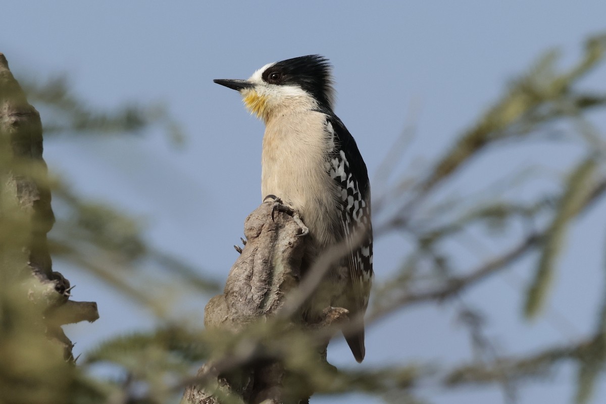 サボテンゲラ - ML644666103