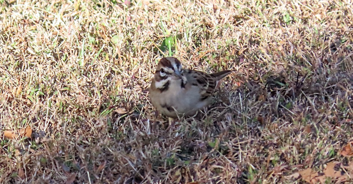 Lark Sparrow - ML644666104