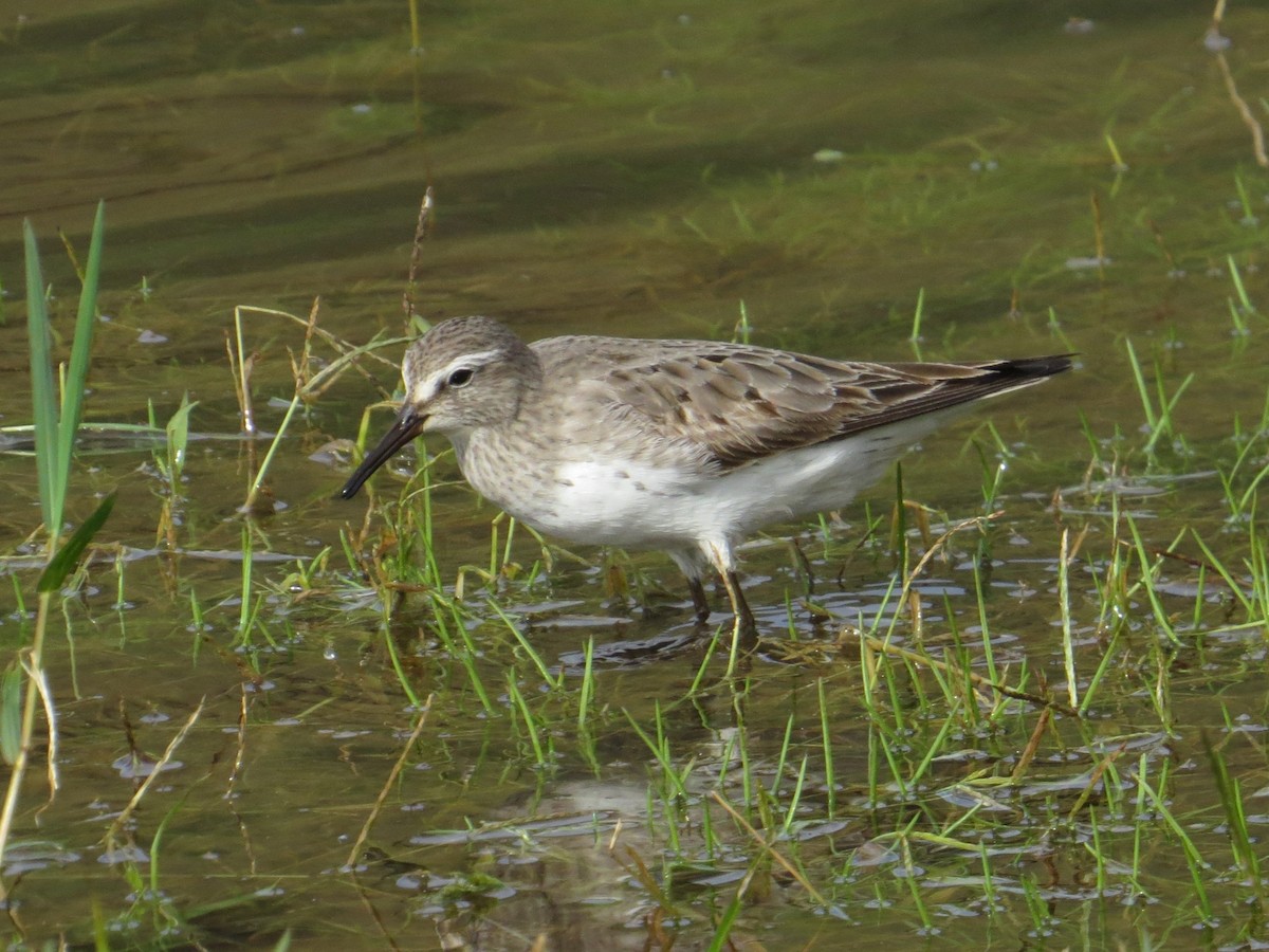 jespák tundrový - ML644666106