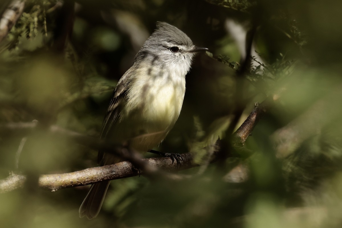 ハイガシラカトリタイランチョウ - ML644666107