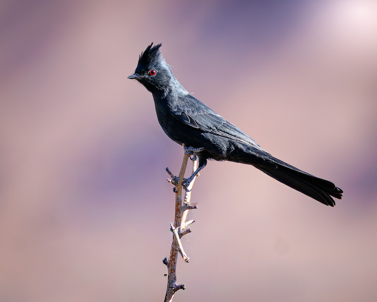 Phainopepla - ML644666108