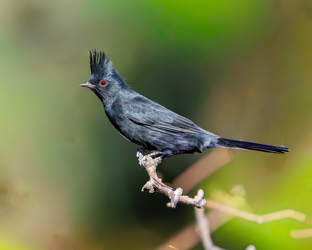 Phainopepla - ML644666109