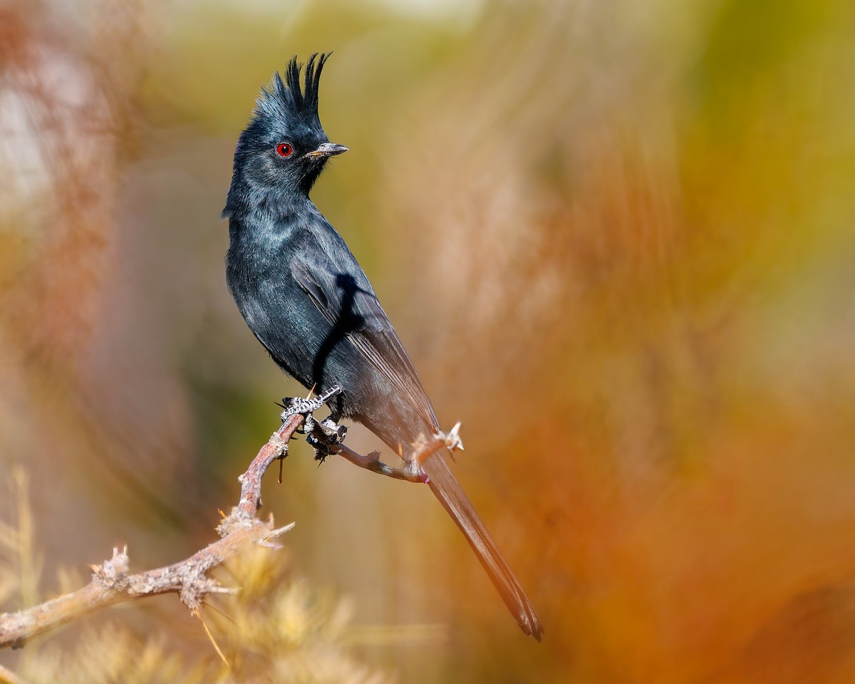 Phainopepla - ML644666110