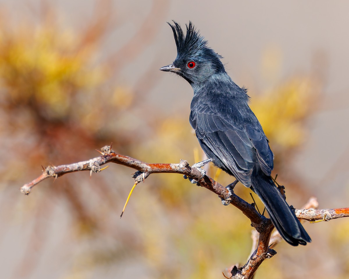 Phainopepla - ML644666111