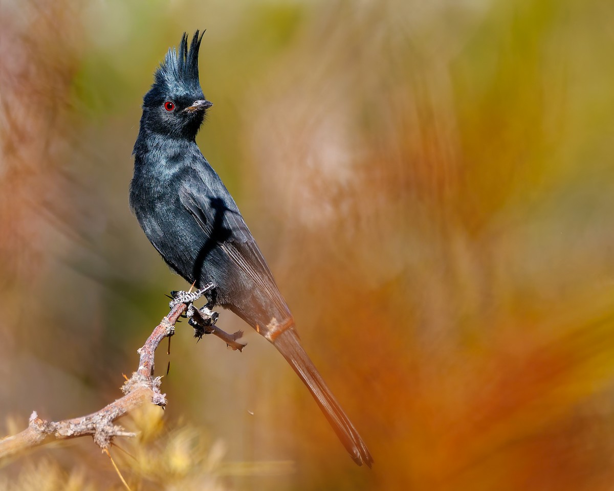 Phainopepla - ML644666112