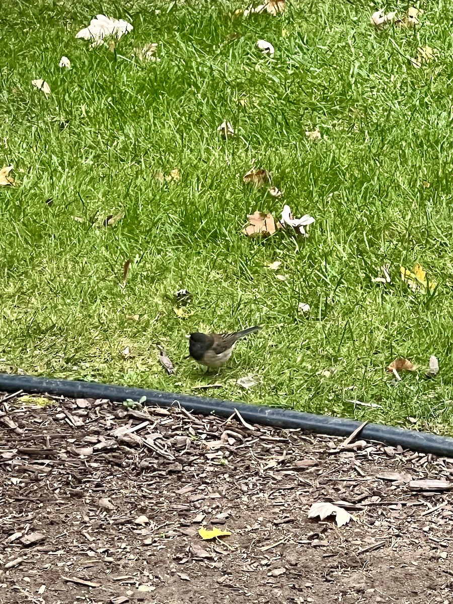 Dark-eyed Junco (Oregon) - ML644666114