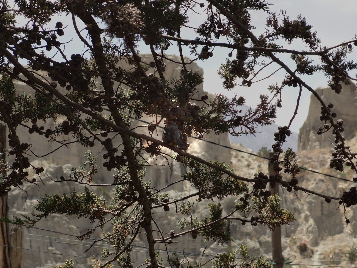 White-tipped Plantcutter - ML644666120