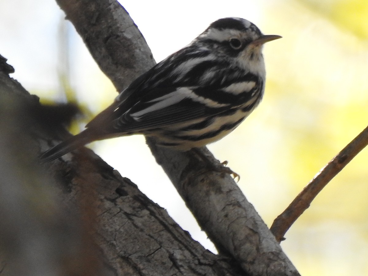 Black-and-white Warbler - ML644666121