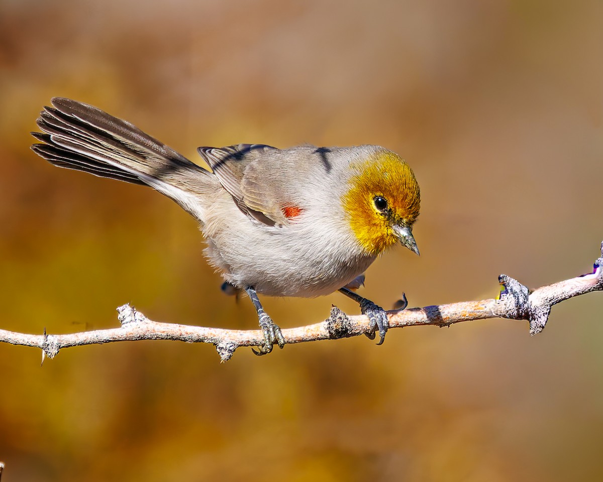 Verdin - ML644666126