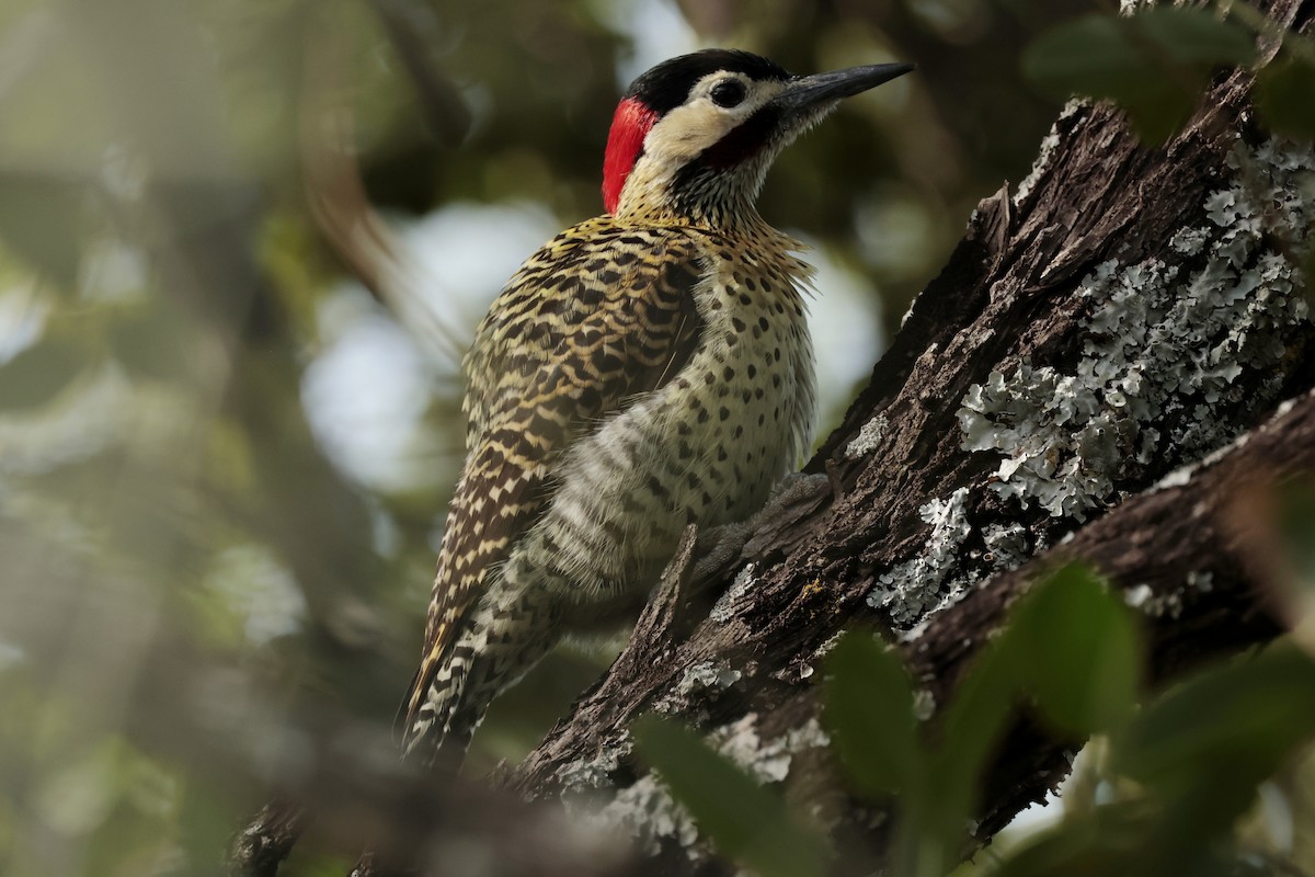 アオシマオゲラ - ML644666129