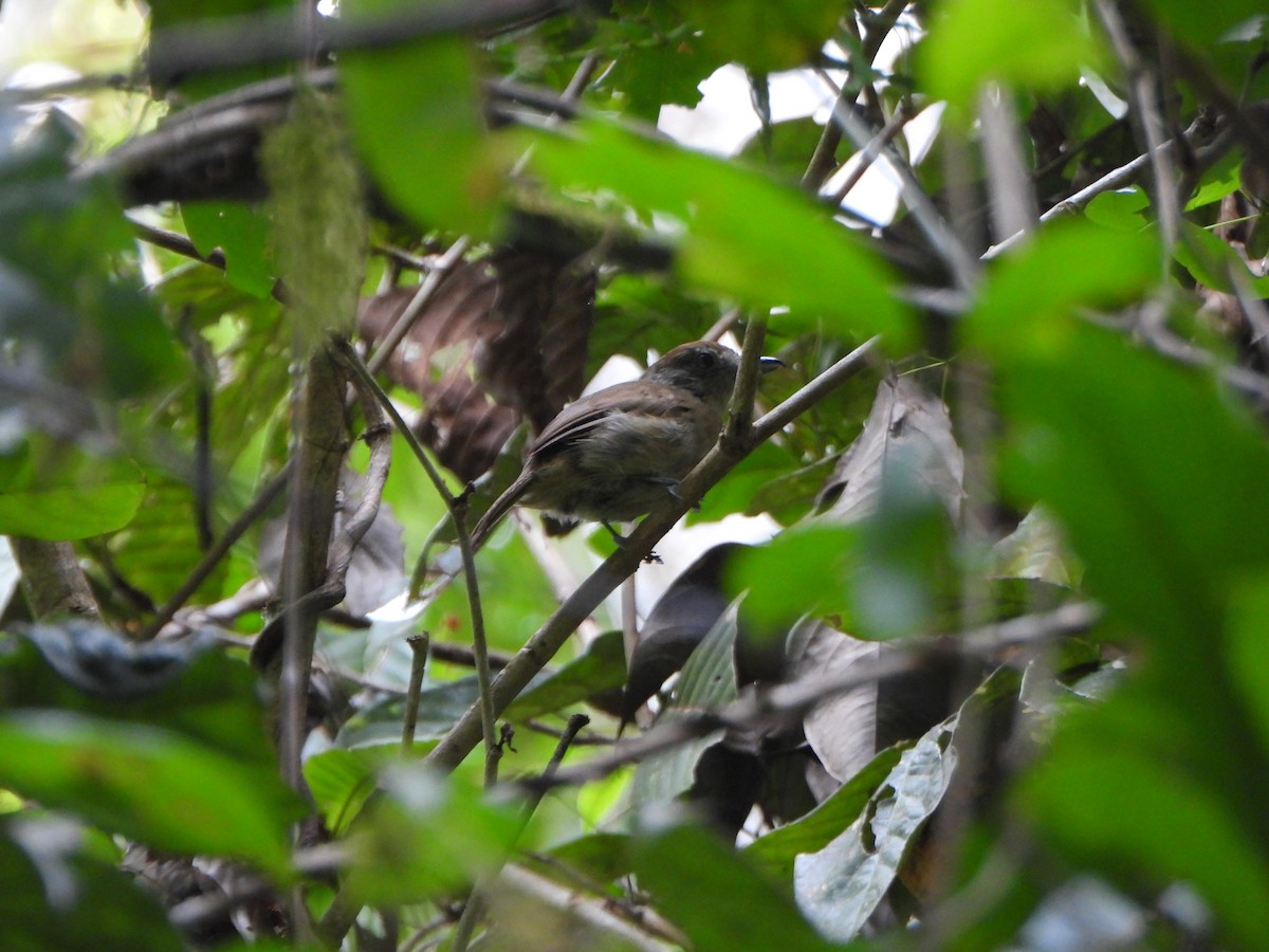 Plain-winged Antshrike - ML644666130