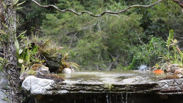 Tangara Sayaca - ML644666132