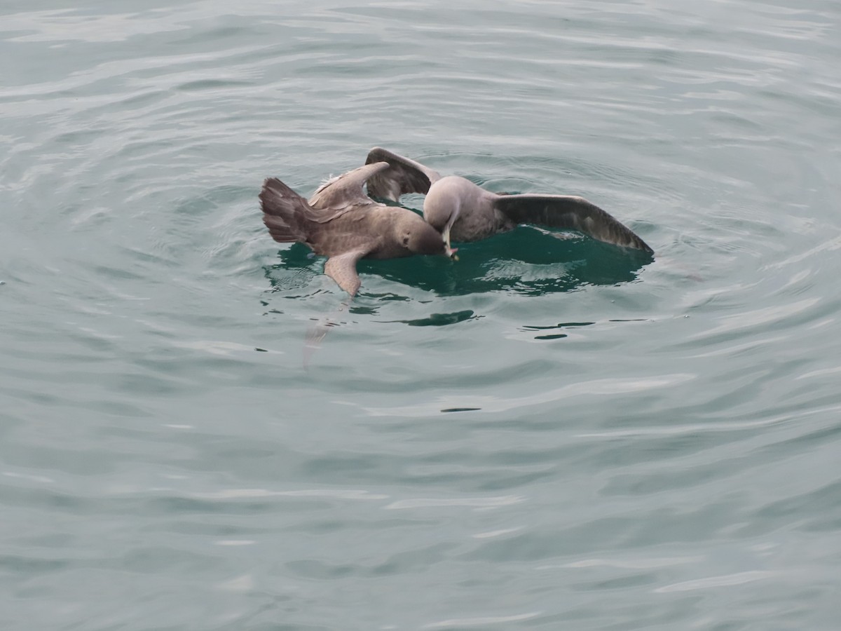 Глупыш - ML644666134