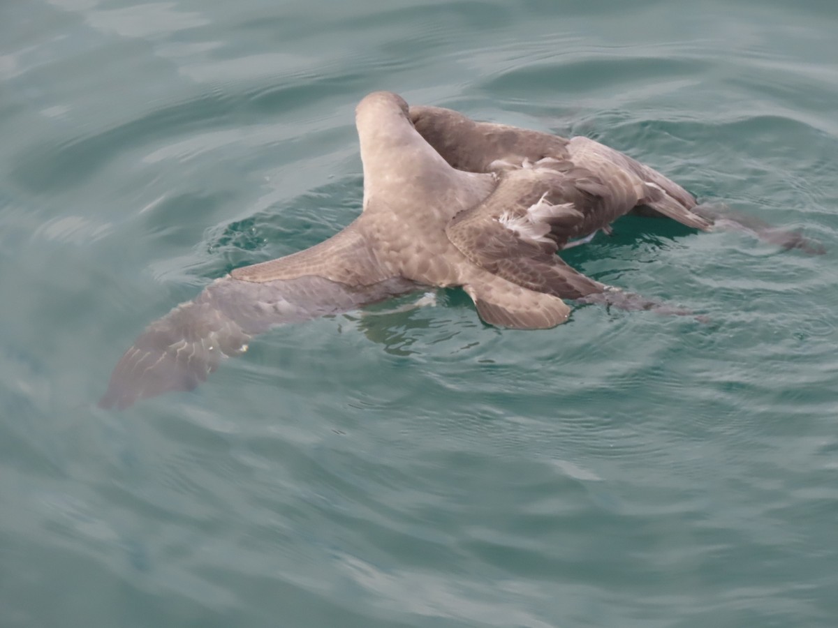 Глупыш - ML644666135