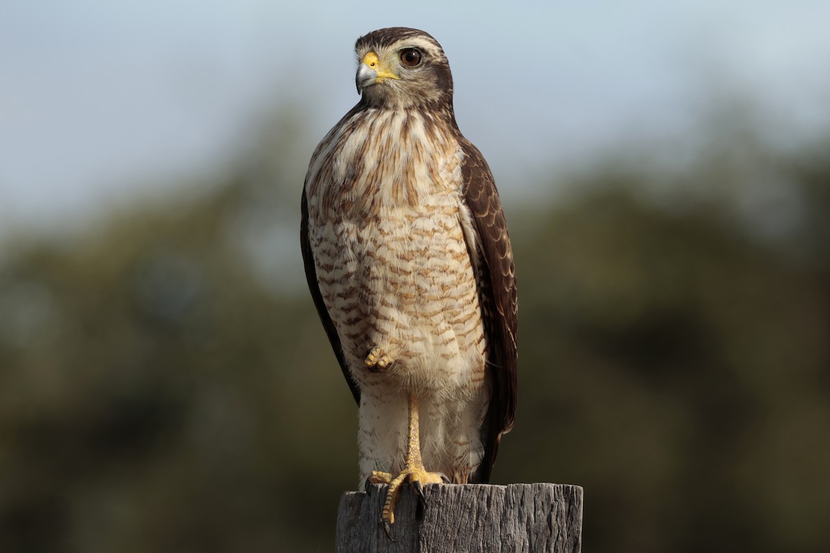 オオハシノスリ - ML644666138