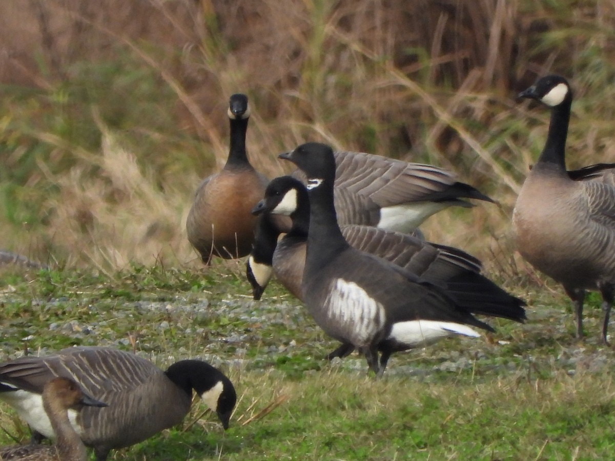 ringgås - ML644666139