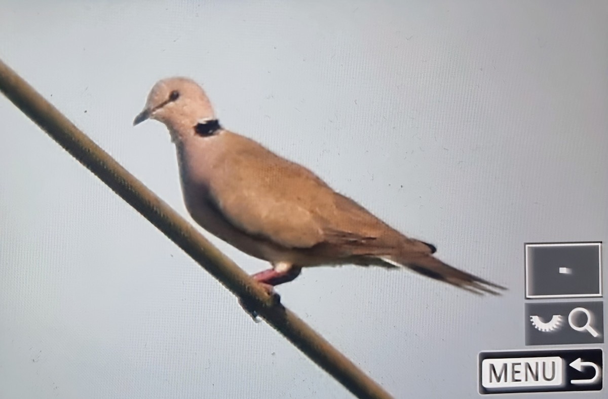 Vinaceous Dove - ML644666142