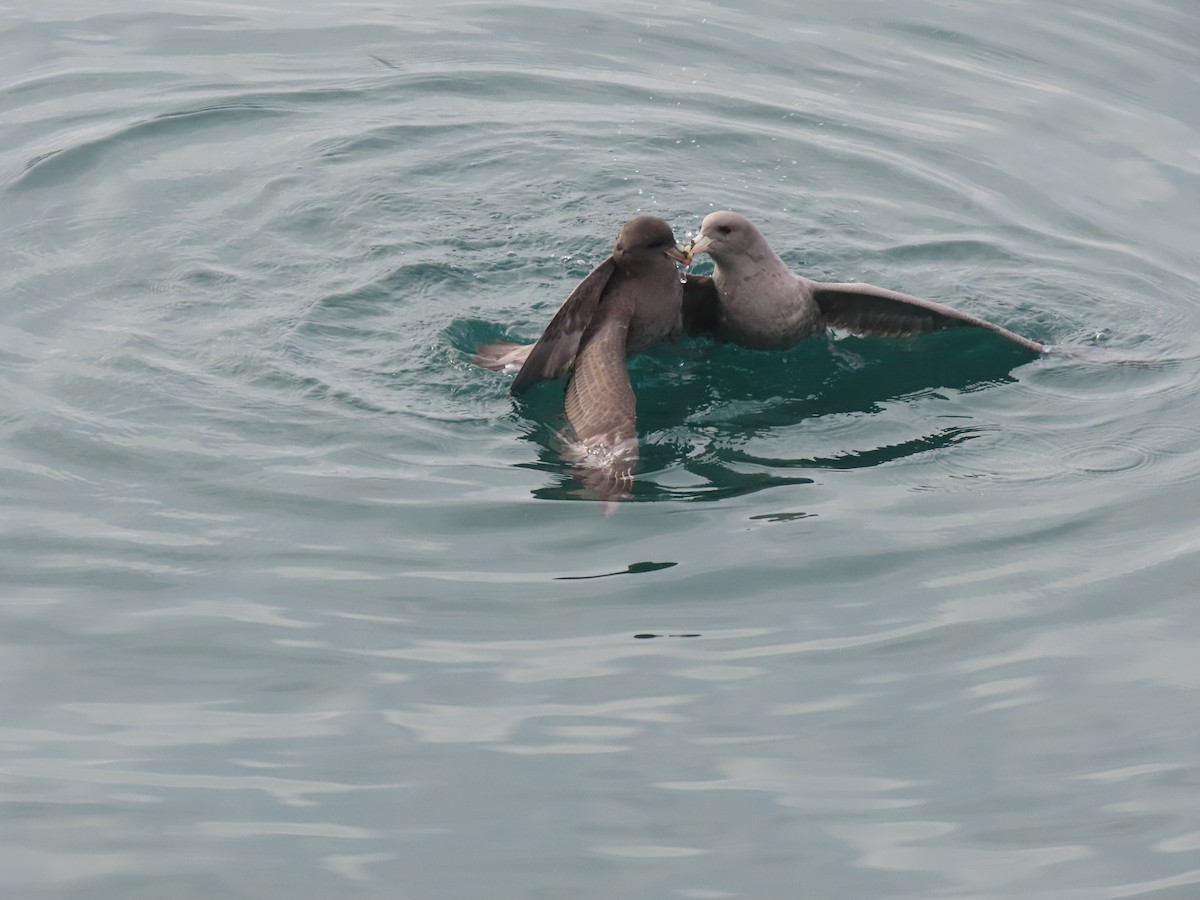 Глупыш - ML644666143