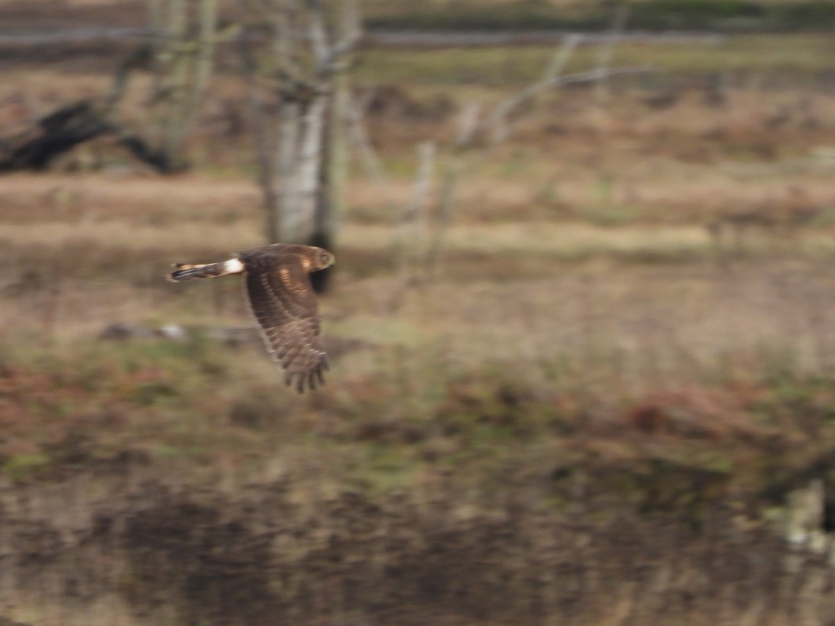 Northern Harrier - ML644666146