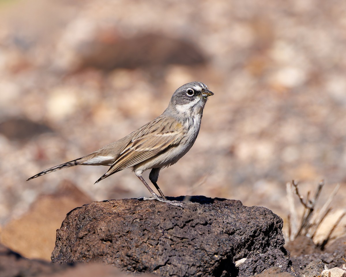 Sagebrush Sparrow - ML644666152