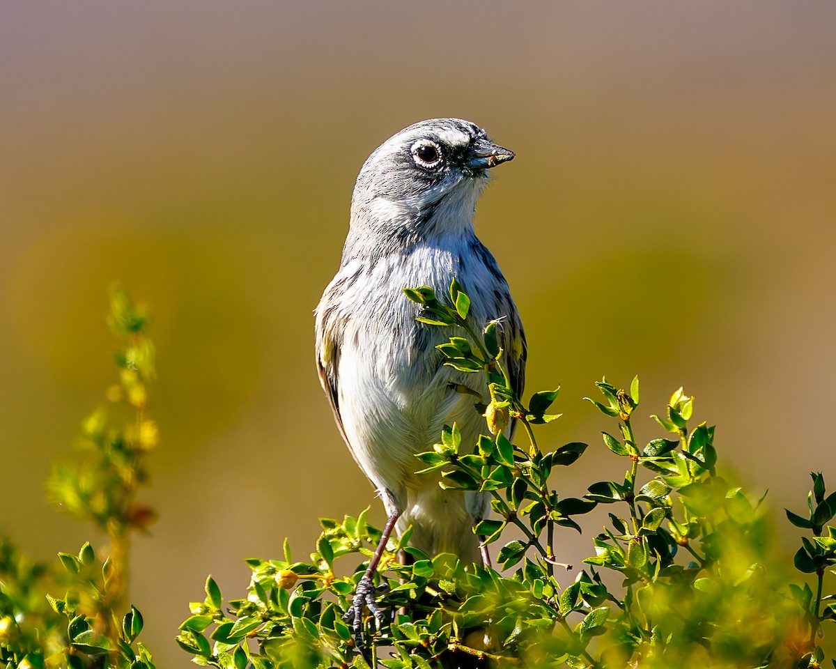 Sagebrush Sparrow - ML644666153
