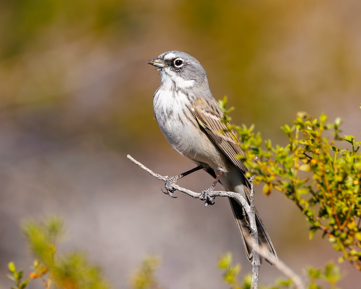 Sagebrush Sparrow - ML644666154