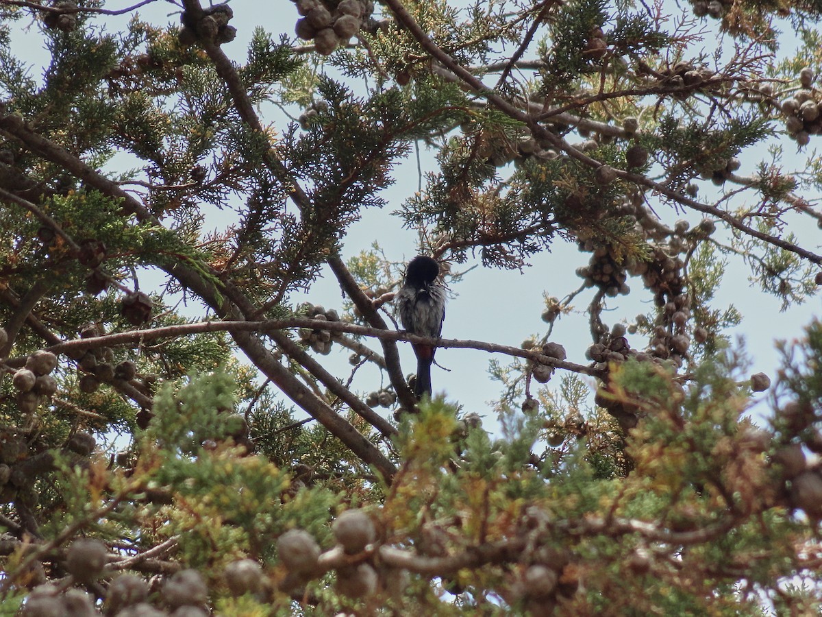 Gray-bellied Flowerpiercer - ML644666155