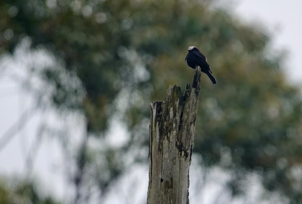 Long-tailed Tyrant - ML644666166