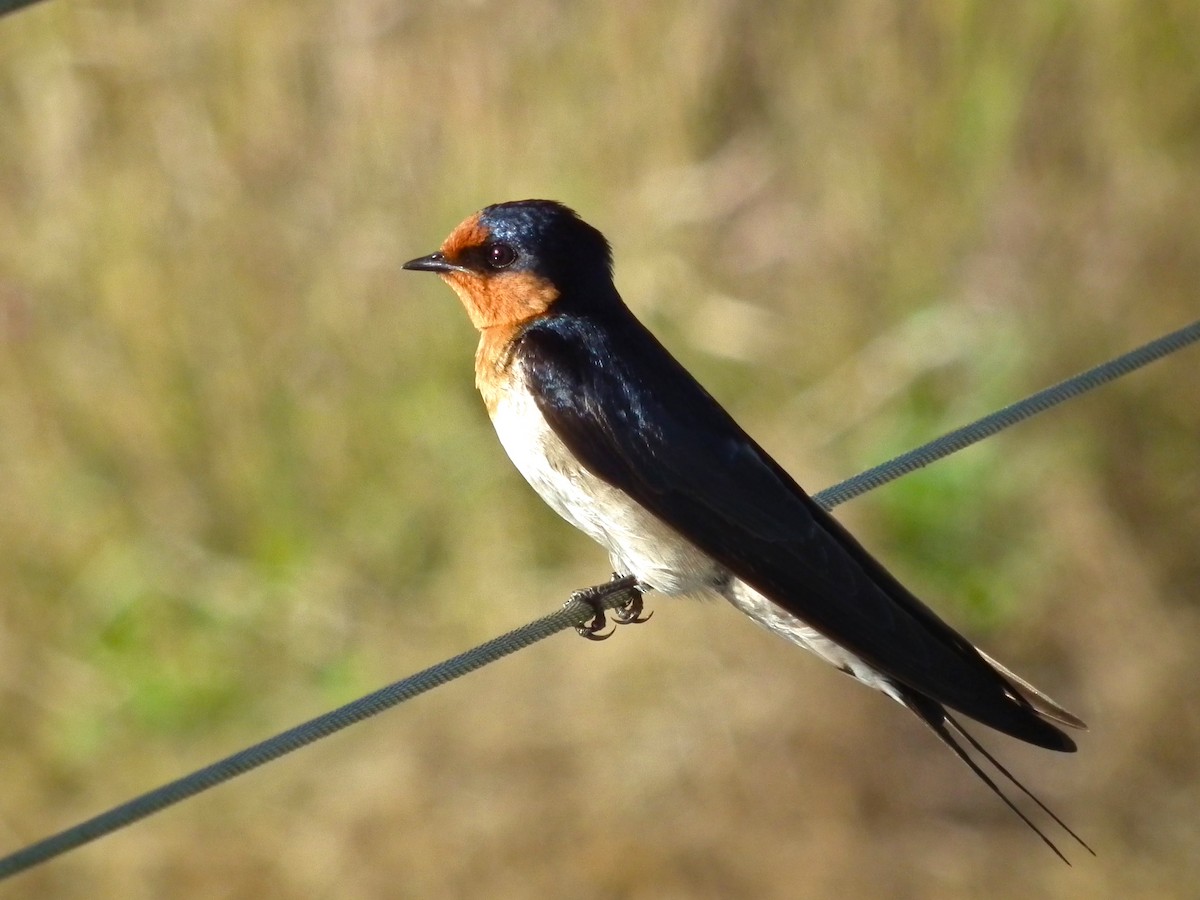 Welcome Swallow - ML644666167