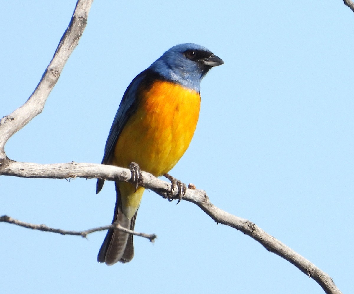 Blue-and-yellow Tanager - ML644666168