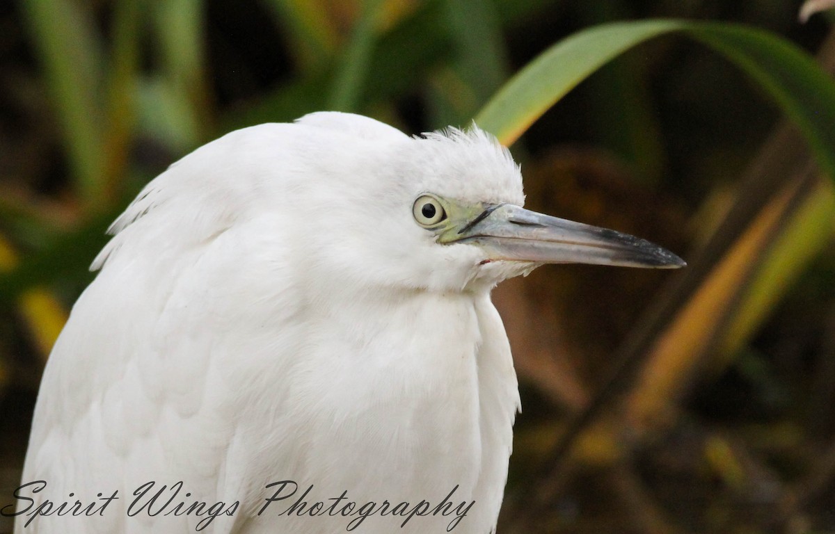 Little Blue Heron - ML644666170